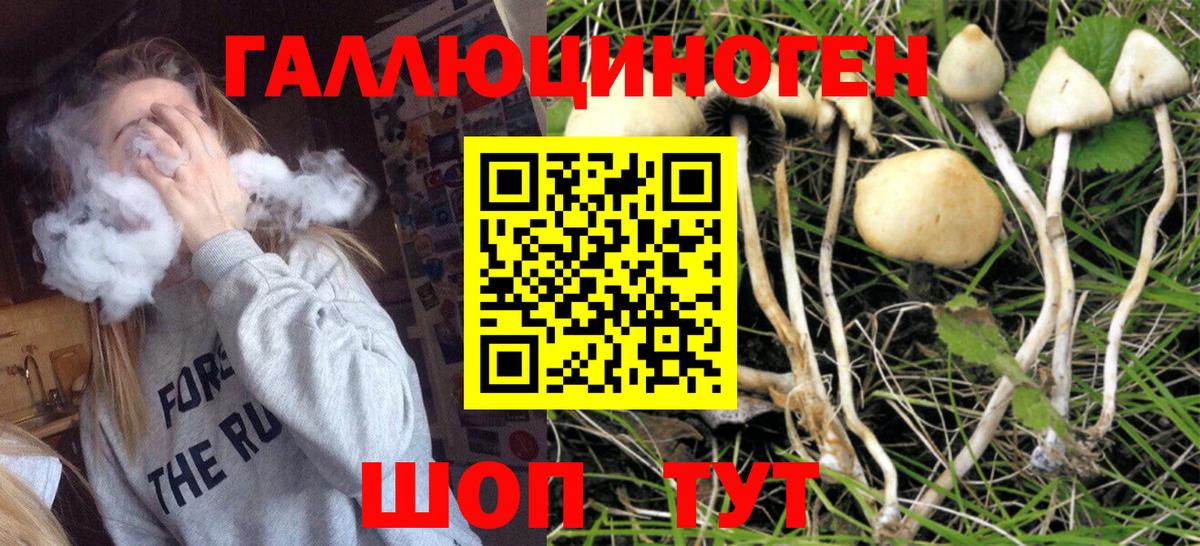 Торжок  Галлюциногенные грибы Psilocybine cubensis  где найти наркотики  Вход с VPN 